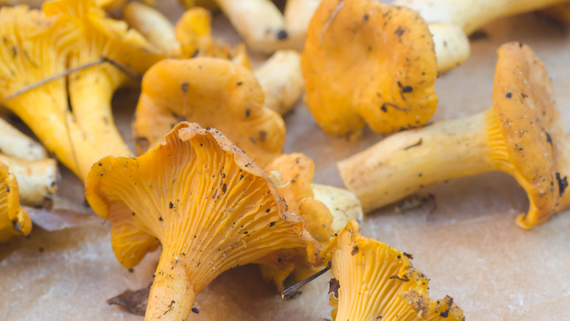 Illustration for article titled More Mushroom Than You Can Handle: You Simply Don’t Have The Endurance To Make It Through This List Of 8 Mushrooms
